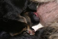 Nom du fichier=chiots-11nov011.jpg
Taille du fichier=85Ko
Dimensions : 1200x802
Ajouté le : 11 Novembre 2011 chiots-11nov011.jpg