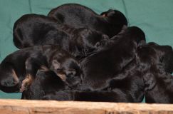 Nom du fichier=chiots-12-1nov002.jpg
Taille du fichier=126Ko
Dimensions : 1200x795
Ajouté le : 12 Novembre 2011 chiots-12-1nov002.jpg