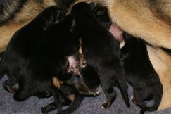 Nom du fichier=chiots-14-1nov001.jpg
Taille du fichier=144Ko
Dimensions : 1200x802
Ajouté le : 14 Novembre 2011 chiots-14-1nov001.jpg