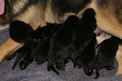 Nom du fichier=chiots-14-1nov003.jpg
Taille du fichier=144Ko
Dimensions : 1200x802
Ajouté le : 14 Novembre 2011 chiots-14-1nov003.jpg