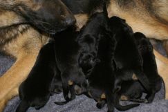 Nom du fichier=chiots-14-1nov019.jpg
Taille du fichier=117Ko
Dimensions : 1200x802
Ajouté le : 14 Novembre 2011 chiots-14-1nov019.jpg