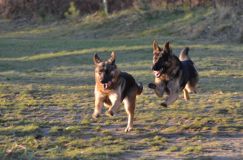 chiots-15-1nov017.jpg