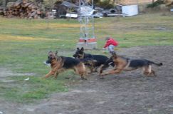 chiots-15-1nov019.jpg