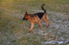 chiots-19-1nov006.jpg