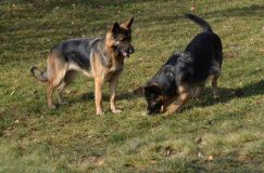 chiots-19-1nov012.jpg