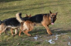 chiots-19-1nov013.jpg