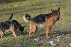 chiots-19-1nov014.jpg