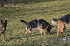 chiots-19-1nov015.jpg