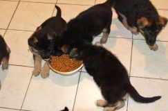 Nom du fichier=chiots-21-decembre-11006.jpg
Taille du fichier=113Ko
Dimensions : 1200x795
Ajouté le : 21 Décembre 2011 chiots-21-decembre-11006.jpg