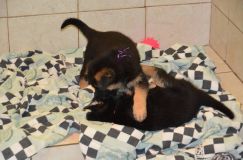 Nom du fichier=chiots-21-decembre-11011.jpg
Taille du fichier=112Ko
Dimensions : 1200x795
Ajouté le : 21 Décembre 2011 chiots-21-decembre-11011.jpg