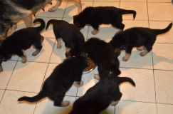 Nom du fichier=chiots-21-decembre-11028.jpg
Taille du fichier=106Ko
Dimensions : 1200x795
Ajouté le : 21 Décembre 2011 chiots-21-decembre-11028.jpg