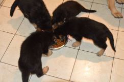 Nom du fichier=chiots-21-decembre-11029.jpg
Taille du fichier=95Ko
Dimensions : 1200x795
Ajouté le : 21 Décembre 2011 chiots-21-decembre-11029.jpg