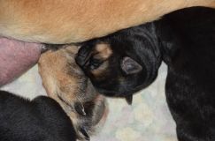 Nom du fichier=chiots-23-decembre-11014.jpg
Taille du fichier=140Ko
Dimensions : 1200x795
Ajouté le : 23 Décembre 2011 chiots-23-decembre-11014.jpg