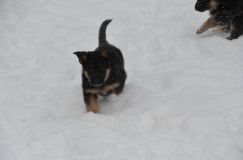 chiots-25-decembre-11020.jpg