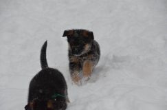 chiots-25-decembre-11021.jpg