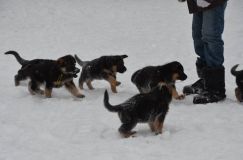 chiots-25-decembre-11029.jpg