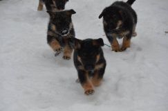 chiots-25-decembre-11032.jpg