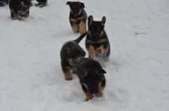 chiots-25-decembre-11033.jpg