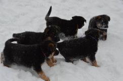 Nom du fichier=chiots-25-decembre-11034.jpg
Taille du fichier=95Ko
Dimensions : 1200x795
Ajouté le : 25 Décembre 2011 chiots-25-decembre-11034.jpg