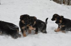 Nom du fichier=chiots-25-decembre-11035.jpg
Taille du fichier=100Ko
Dimensions : 1200x795
Ajouté le : 25 Décembre 2011 chiots-25-decembre-11035.jpg
