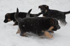 Nom du fichier=chiots-25-decembre-11036.jpg
Taille du fichier=106Ko
Dimensions : 1200x795
Ajouté le : 25 Décembre 2011 chiots-25-decembre-11036.jpg