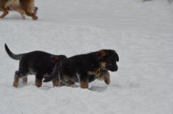 chiots-25-decembre-11052.jpg