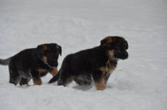 chiots-25-decembre-11053.jpg