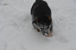 chiots-25-decembre-11060.jpg
