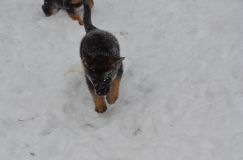 chiots-25-decembre-11062.jpg