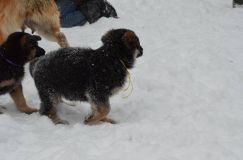 chiots-25-decembre-11069.jpg