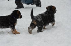 chiots-25-decembre-11070.jpg