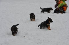 chiots-25-decembre-11091.jpg