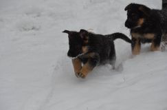 chiots-25-decembre-11092.jpg