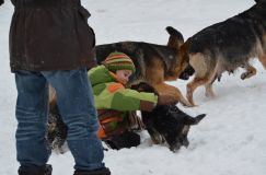 chiots-25-decembre-11099.jpg