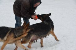 chiots-25-decembre-11109.jpg