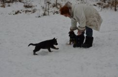 chiots-25-decembre-11112.jpg