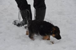 chiots-25-decembre-11116.jpg