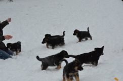 chiots-25-decembre-11118.jpg