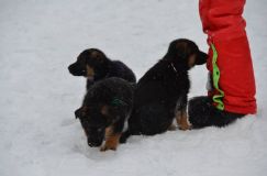 chiots-25-decembre-11122.jpg