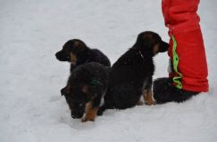 chiots-25-decembre-11122.jpg