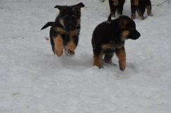 chiots-26-decembre-11020.jpg