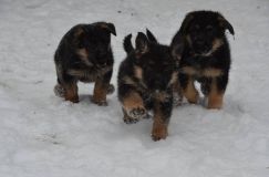 chiots-26-decembre-11029.jpg