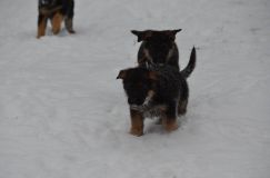 chiots-26-decembre-11043.jpg