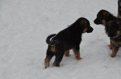 chiots-26-decembre-11047.jpg