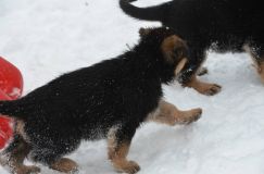 chiots-26-decembre-11071.jpg