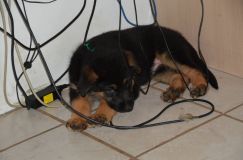 chiots-5-janv-2012002.jpg