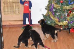 chiots-5-janv-2012021.jpg