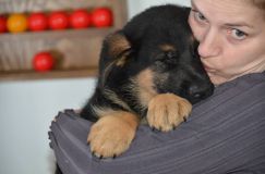 chiots-5-janv-2012022.jpg