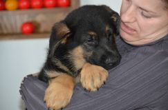 chiots-5-janv-2012023.jpg