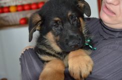 chiots-5-janv-2012024.jpg